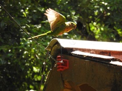 Pyrrhura frontalis
