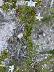 Wahlenbergia calcarea