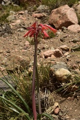 Zephyranthes graciliflora