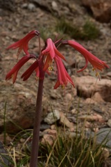 Zephyranthes graciliflora