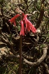 Zephyranthes graciliflora