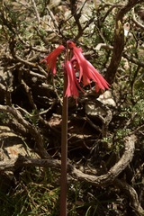 Zephyranthes graciliflora