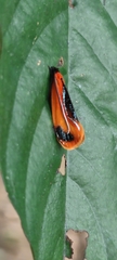 Coryptilum klugii
