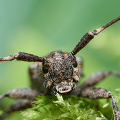 Mesosa nebulosa