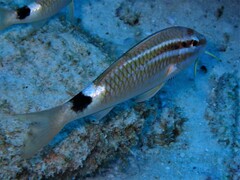 Parupeneus rubescens