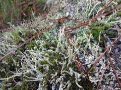 Cladonia glauca