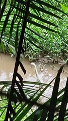 Egretta thula