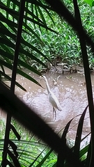Egretta thula