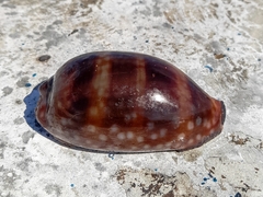 Macrocypraea zebra