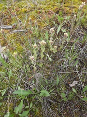 Castilleja cusickii