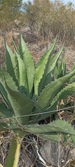 Agave salmiana
