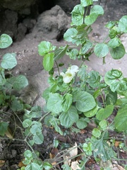 Asystasia gangetica