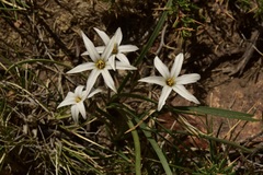Tristagma bivalve