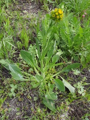 Senecio integerrimus