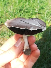 Agaricus campestris