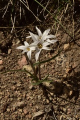 Tristagma bivalve