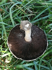 Agaricus campestris
