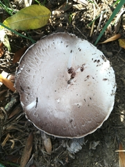 Agaricus campestris