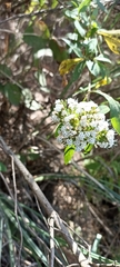 Stevia serrata