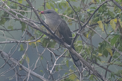 Taccocua leschenaultii