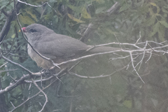 Taccocua leschenaultii