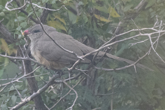 Taccocua leschenaultii