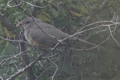 Taccocua leschenaultii