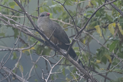 Taccocua leschenaultii