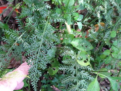 Asplenium rutifolium