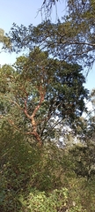 Arbutus