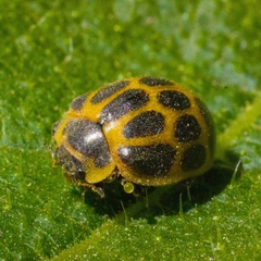 Epilachna paenulata