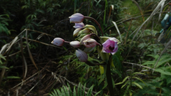 Spathoglottis