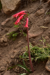 Zephyranthes graciliflora