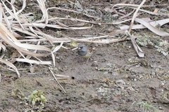 Emberiza spodocephala