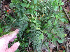Asplenium rutifolium