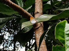 Hypolycaena thecloides