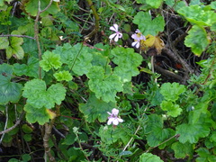Pelargonium zonale