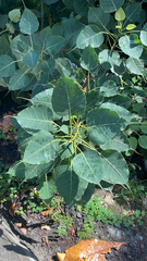 Ficus religiosa