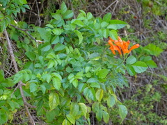 Cape Honeysuckle