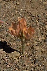 Zephyranthes gilliesiana