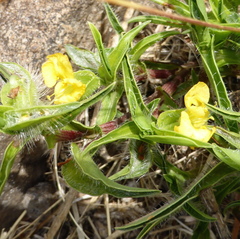 Commelina africana krebsiana