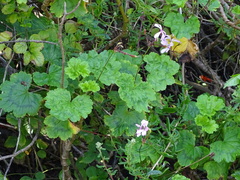 Pelargonium zonale