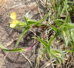 Commelina africana krebsiana