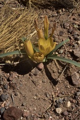 Zephyranthes gilliesiana