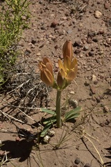 Zephyranthes gilliesiana