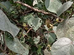 Ideopsis vulgaris