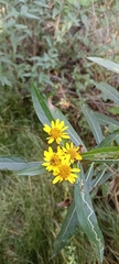 Verbesina virgata