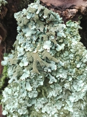 Parmelia submontana