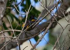 Icterus portoricensis