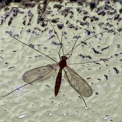 Keroplatidae